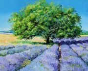 jean-marc-janiaczyk tree-and-lavenders 3264_4048